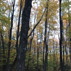 Meet your Posher, Izzy